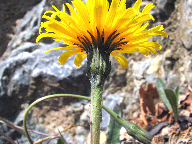 Leontodon tenuiflorus / Dente di leone insubrico.